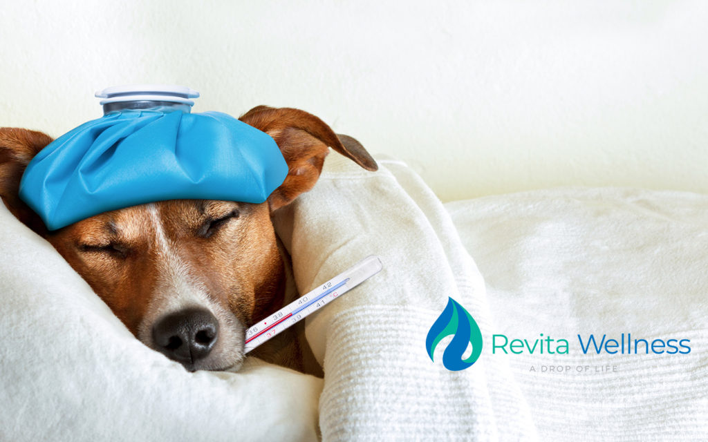 Reforzando tu Sistema Inmunológico contra la Influenza